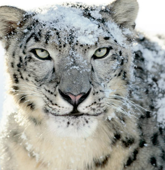 snow leopard